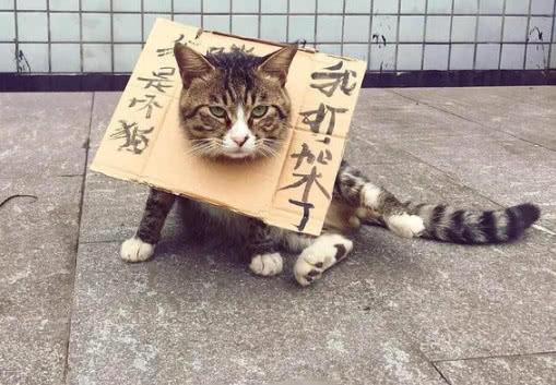 猫咪一出门就打架 铲屎官无奈出此下策路人看见都笑了