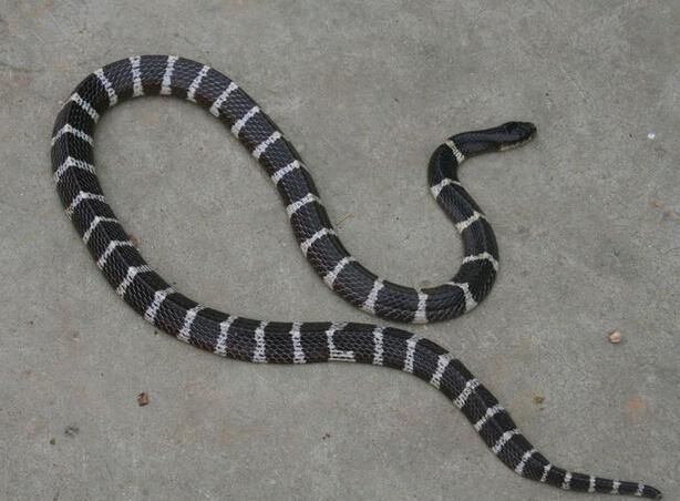 剧毒银环蛇不冬眠逛市区 吓坏路人惨遭打死