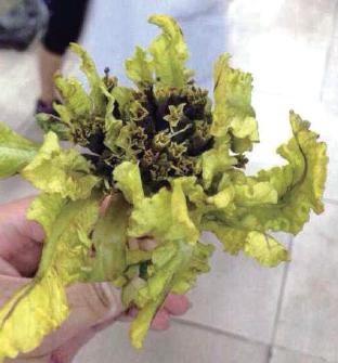 又名:唐古特马尿泡,属管状花目,茄科植物.
