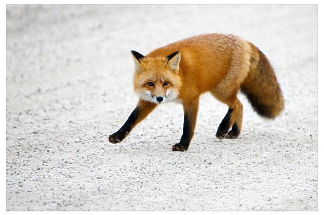 【私密达】跨物种恋爱生理上能在一起吗?