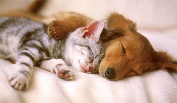同时养了猫和狗 它们之间是怎么相处的?_大浙网_腾讯网