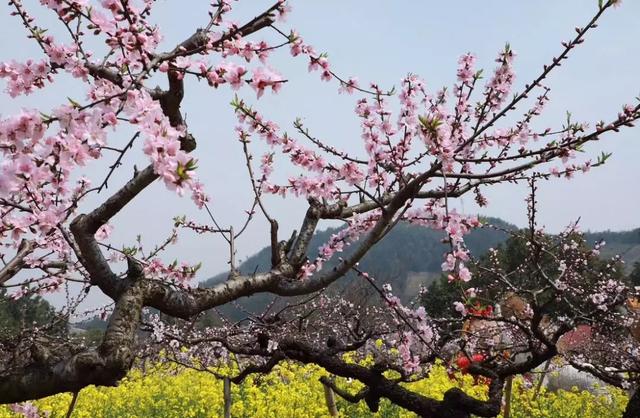 长兴城山沟第十一届桃花节重磅来袭