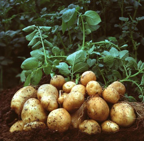 <em>土豆</em>切开后不变<em>色</em>就是转基因?_大浙网_腾讯