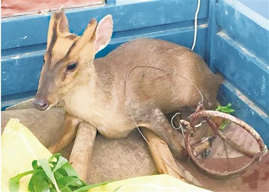 绍兴一老汉路边兜售角麂 摊上大事了!