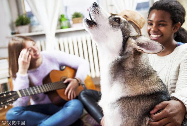 研究表明狗狗也爱听音乐 且有不同的音乐喜好