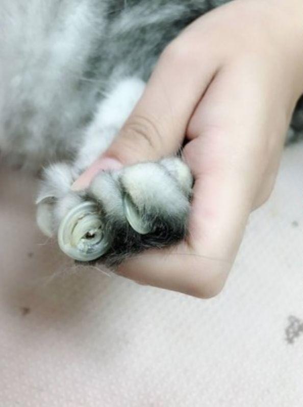 猫咪三年没剪指甲 伸出的爪让人心疼