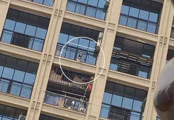 杭州萧山阿拉斯加犬阳台中暑死亡 狗为何很怕热