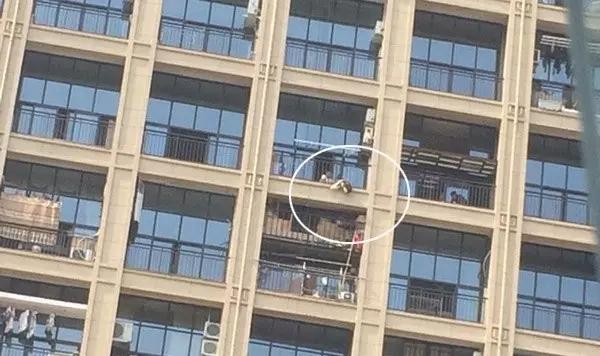 杭州萧山阿拉斯加犬阳台中暑死亡 狗为何很怕热