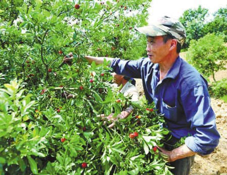 摘杨梅是技术活 杨梅采摘工日薪突破200元