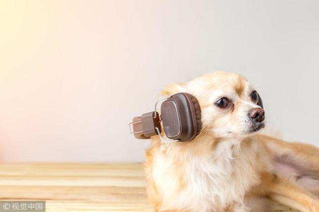 研究表明狗狗也爱听音乐 且有不同的音乐喜好