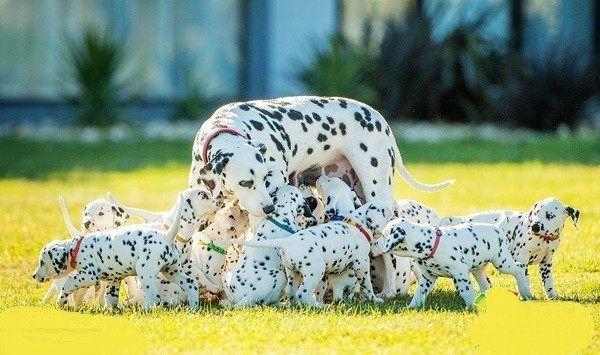 破纪录!澳大利亚斑点狗妈妈一次生了18只小狗