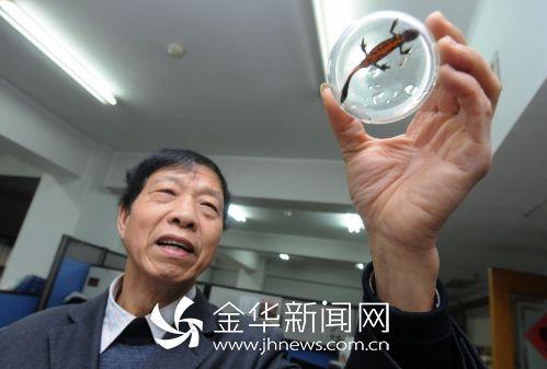 源东惊现“义乌小鲵”?专家说其实是东方蝾螈_大浙网_腾讯网