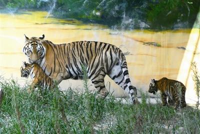 温州动物园首次成功繁殖东北虎 虎宝宝昨萌翻游客_大浙网_腾讯网