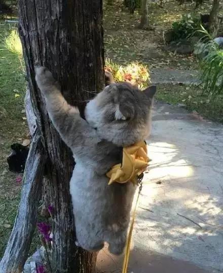 牛也会使用磁场