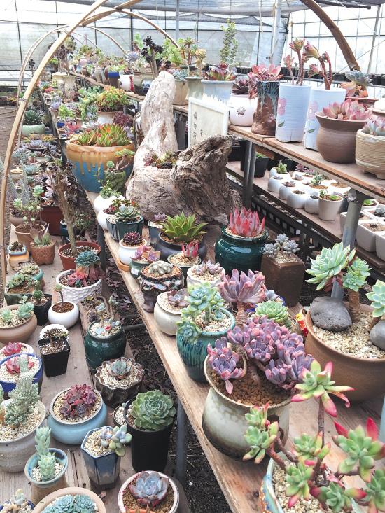 我想建个好玩的多肉工作室