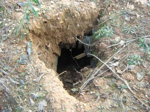 山上有块空地不长茶树 盗墓者一眼认定有古墓