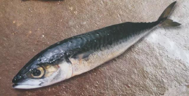 青占鱼,也就是我们平时俗称的"油桐鱼",属于经济型食用鱼类,营养价值