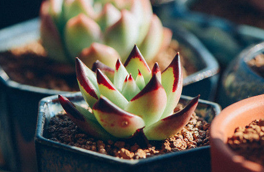 八月暴雨季植物伤忙激增 多肉植物种植要领分