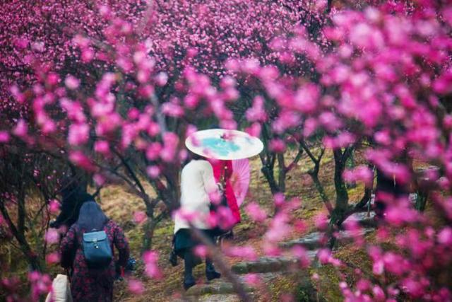 衢州市柯城全力打造的“一村万树”植树计划