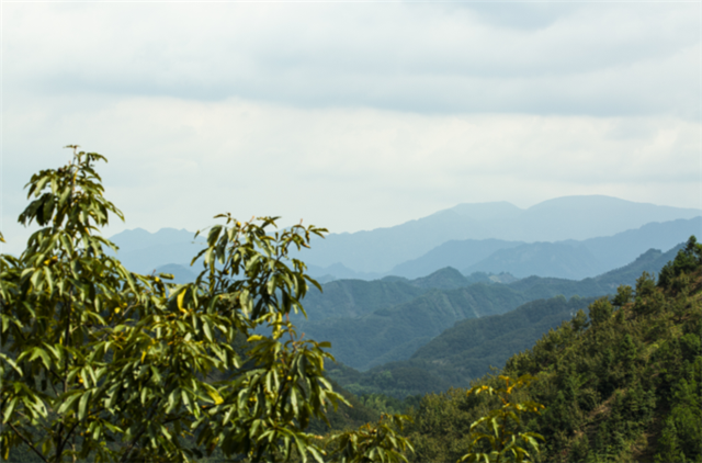 临安山核桃白露新鲜开杆 江南有礼鲜香上市