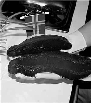 宁波交换生冰岛发现富矿 把野生海参运回国