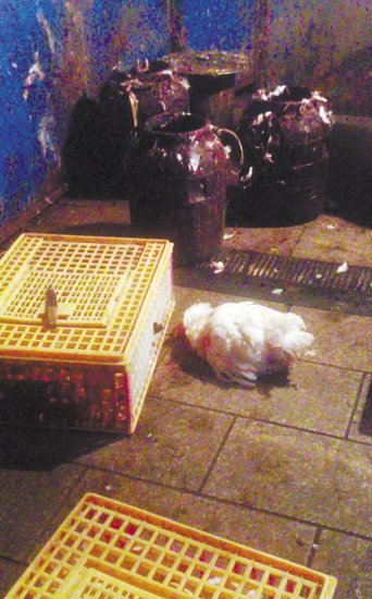 宁波一处家禽交易市场仍有活鸡外流 活杀鸡走