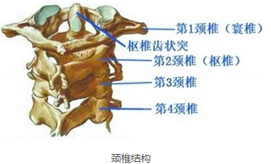 重感冒后杭州3岁男孩脖子歪了 一碰孩子痛得大