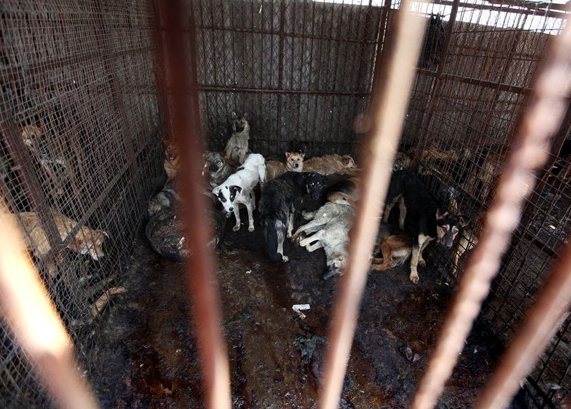 无牌屠宰场每日杀狗300条  wbr>,一开工全村狗哀号.