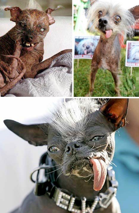 世界上最丑陋的13种动物(组图)