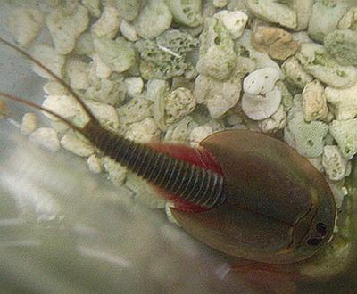 吉林市发现远古生物三眼恐龙虾