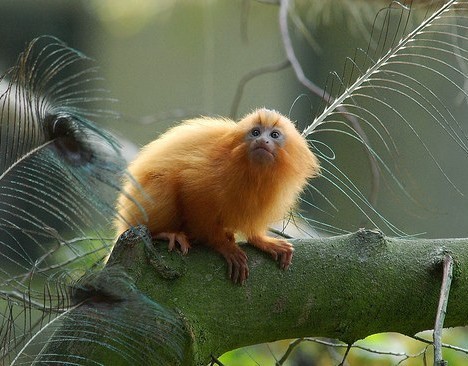 组图:九种迷人的金色动物