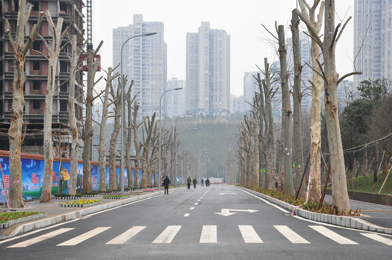 龙头寺街道图片