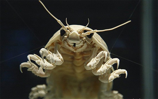 江湖明月,朗朗一照——逻辑混乱,游戏必败,海虱一只,寄生论坛