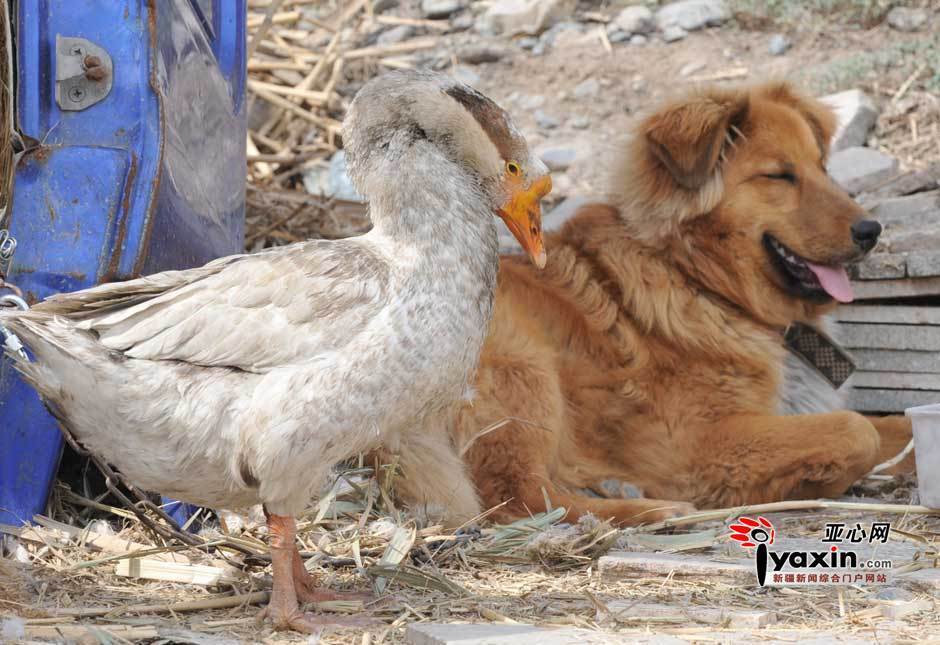 乌鲁木齐上演鹅狗恋 同吃同住同看家 - 纸片人 - 纸片人的博客