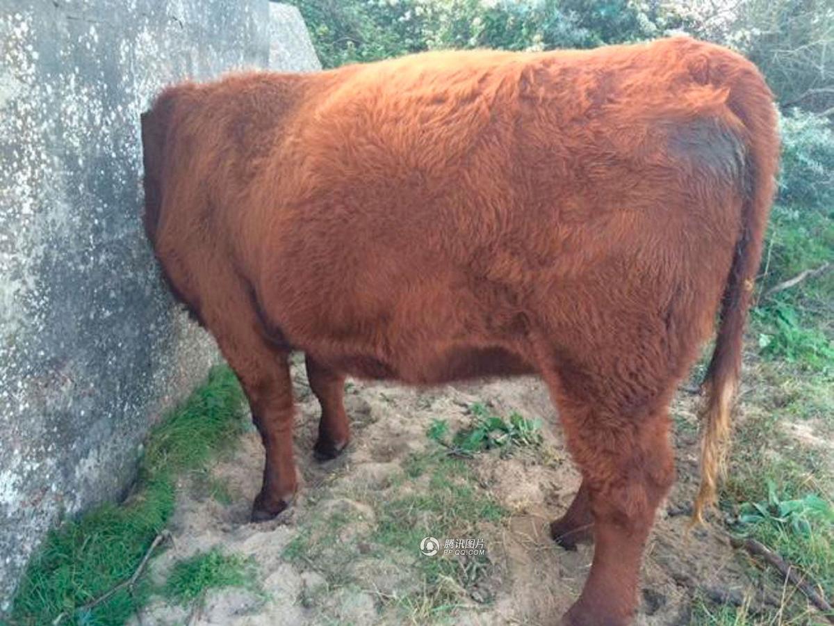 舒米经纪人严防病情泄密 比安奇公开康复进展