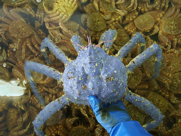 组图日本美国等地发现蓝色螃蟹