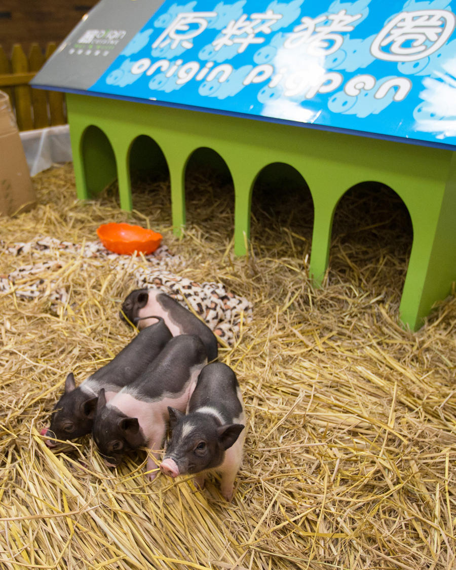 图为圈养的小香猪.