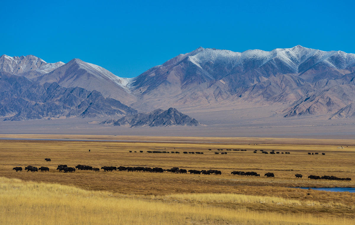 新疆阿尔金山保护区壮美秋色