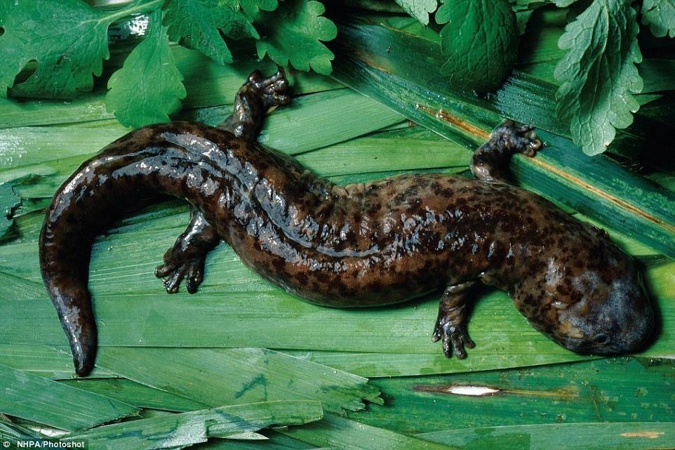 巨型娃娃鱼_巨型娃娃鱼重500斤 - 舞阳县第一高级中学