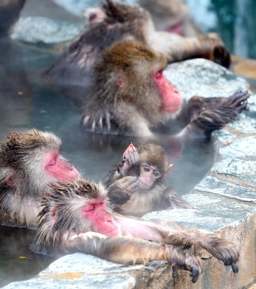 日本猴子泡温泉图片