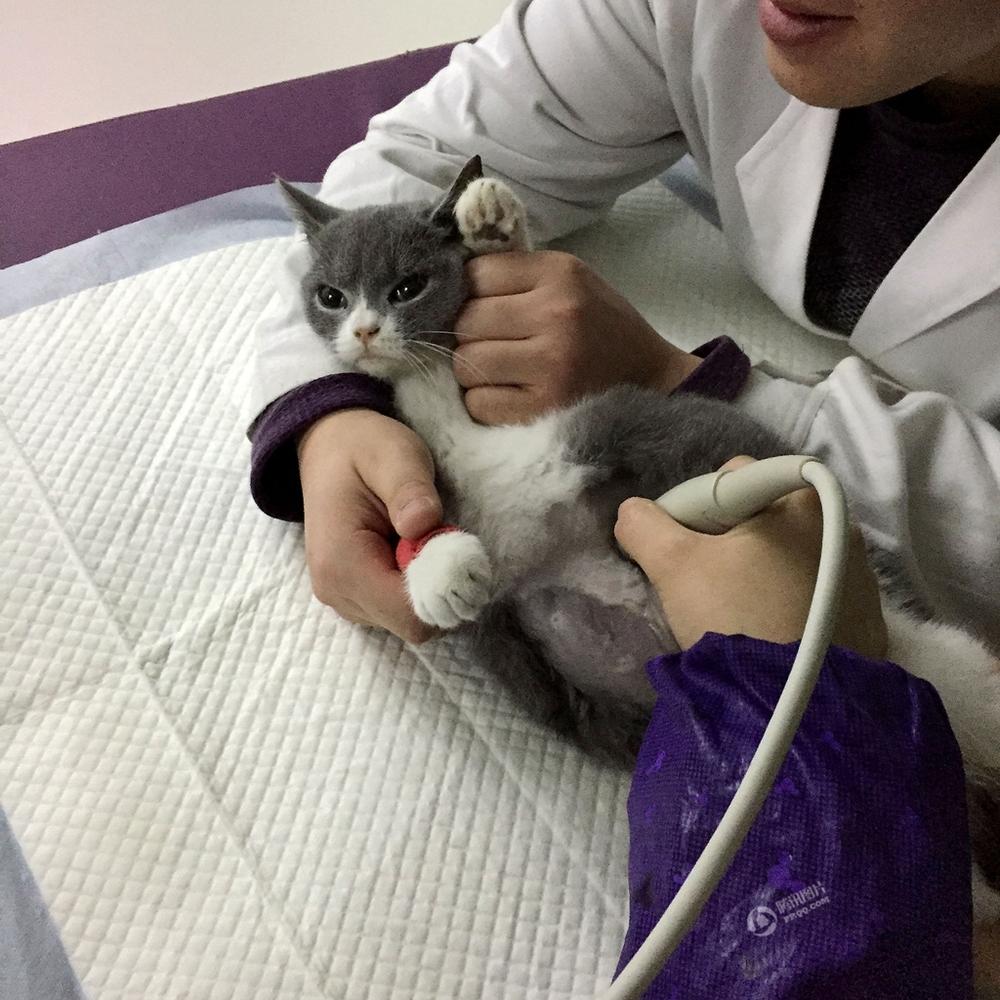 成都90后女孩记录爱猫安乐死前24小时