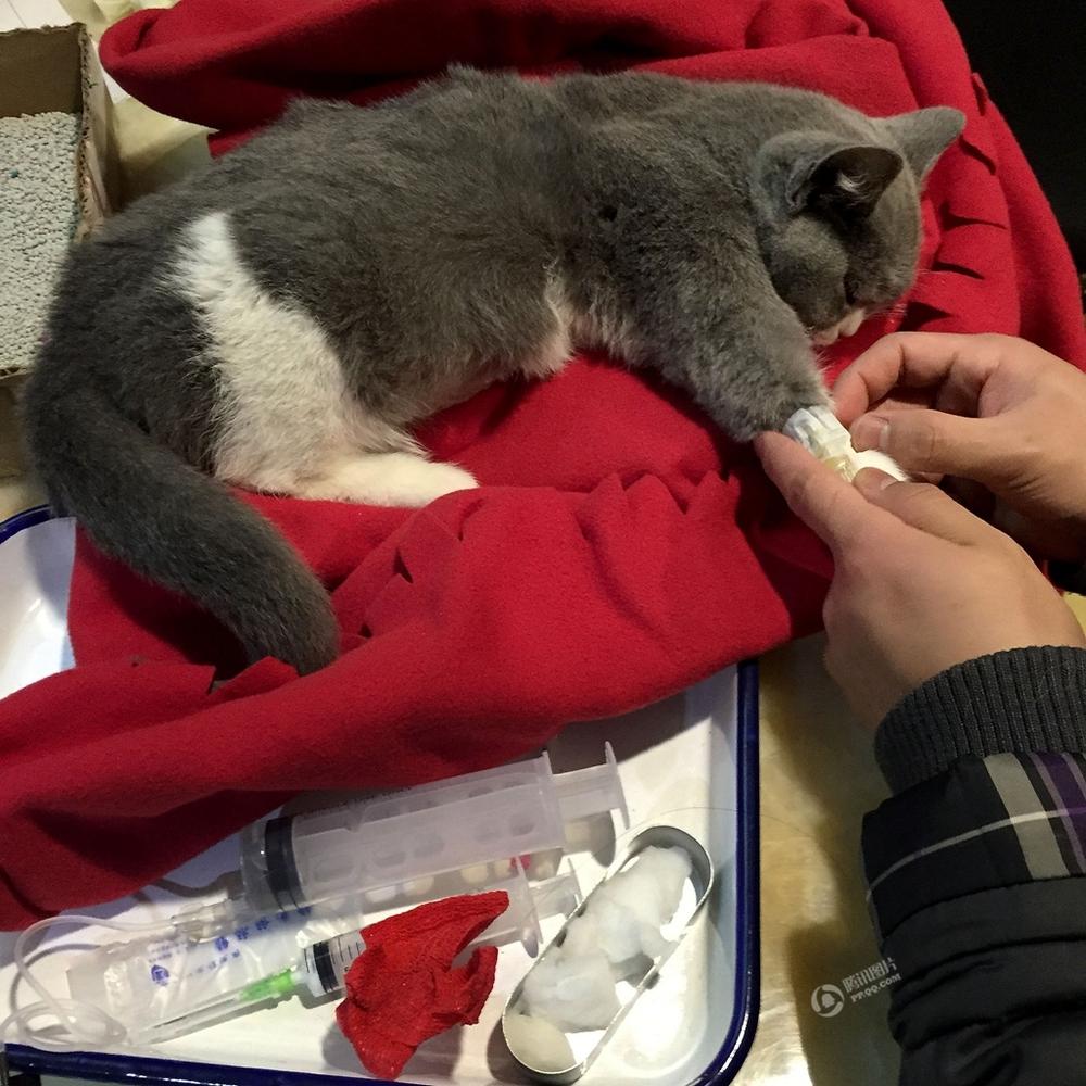 成都90后女孩记录爱猫安乐死前24小时