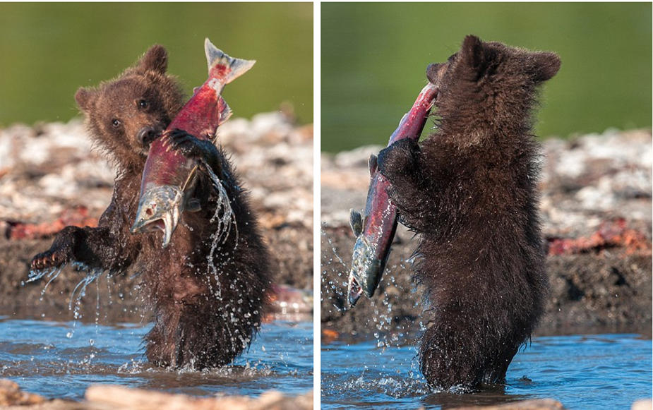 小熊宝宝勇捕大鲑鱼 "口"到擒来