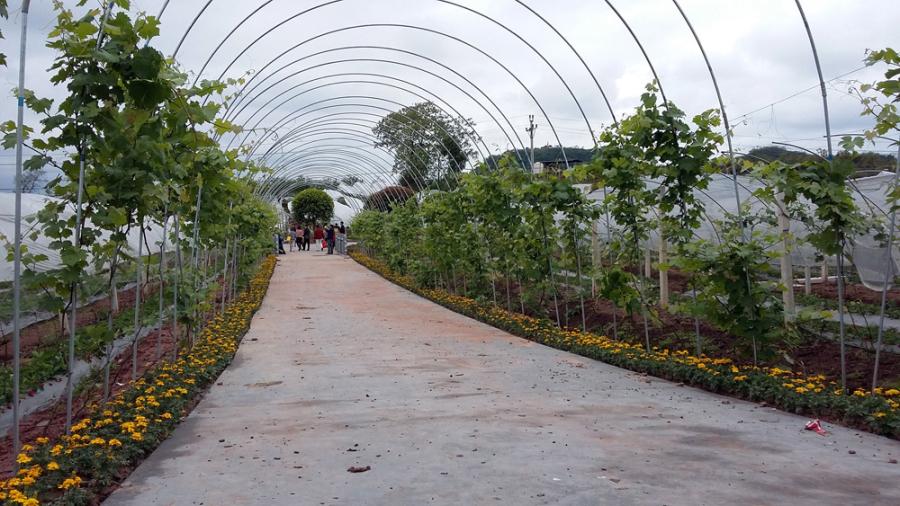 合川开打"花果"牌:周末去摘草莓赏卓玛花