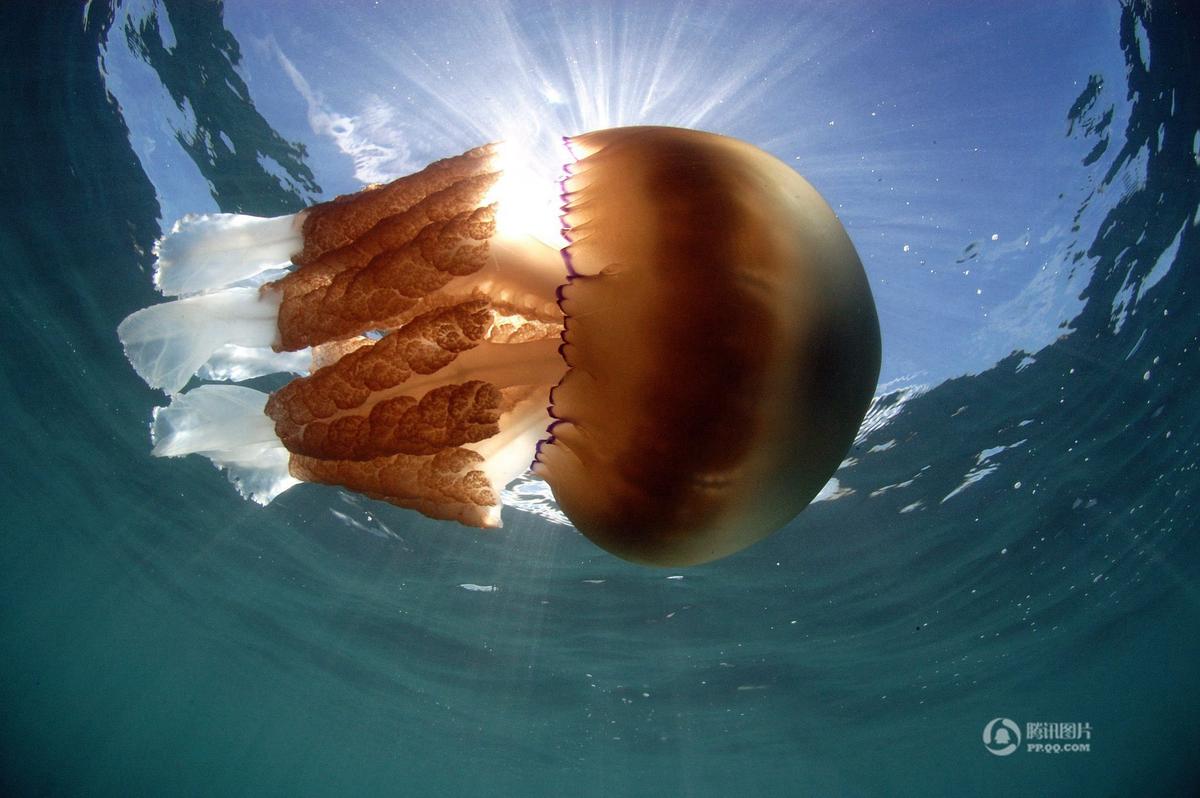 新发现,英国海岸附近现巨型水母 体长可达15米