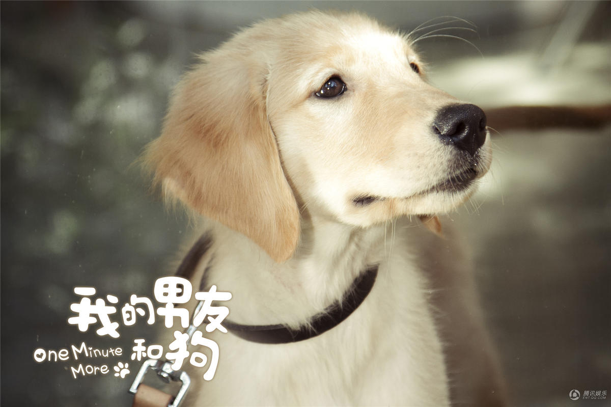 腾讯娱乐讯华语治愈系宠物电影《我的男友和狗》即将于6月19日全国