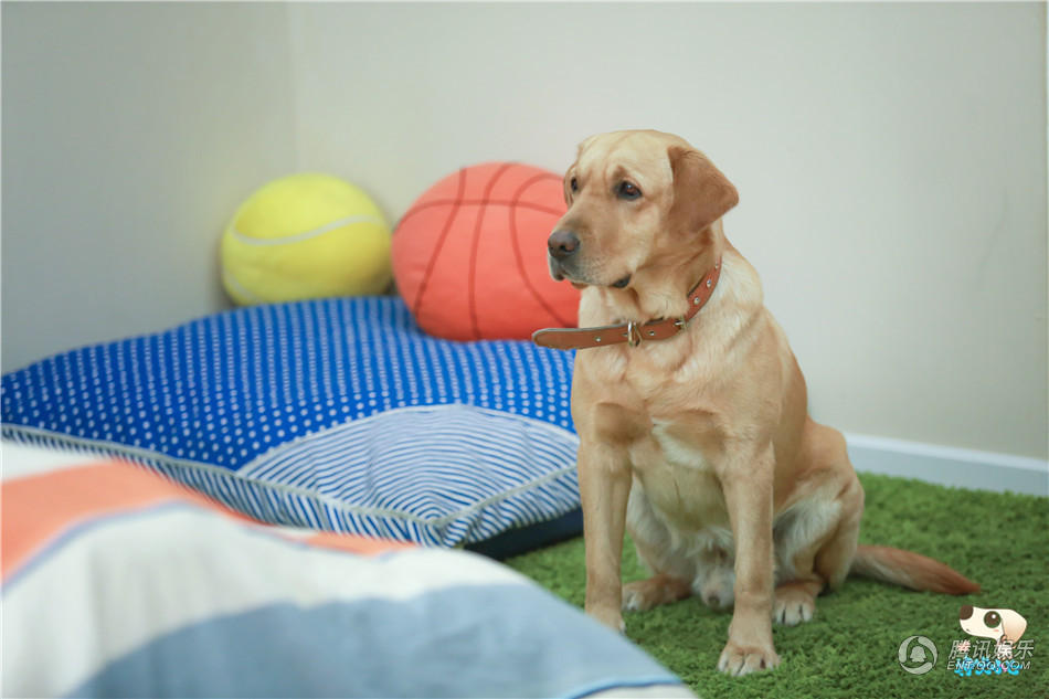 《神犬小七》席卷都市 小七力压偶像成绝对主角