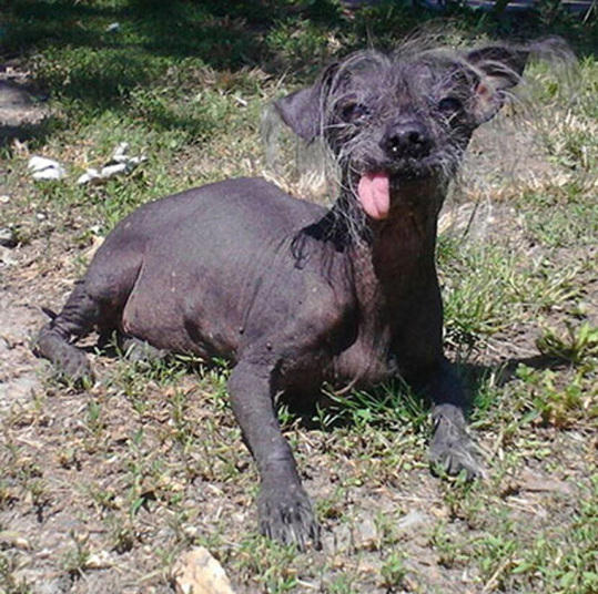 美国举办世界最丑汪星人大赛丑出新境界