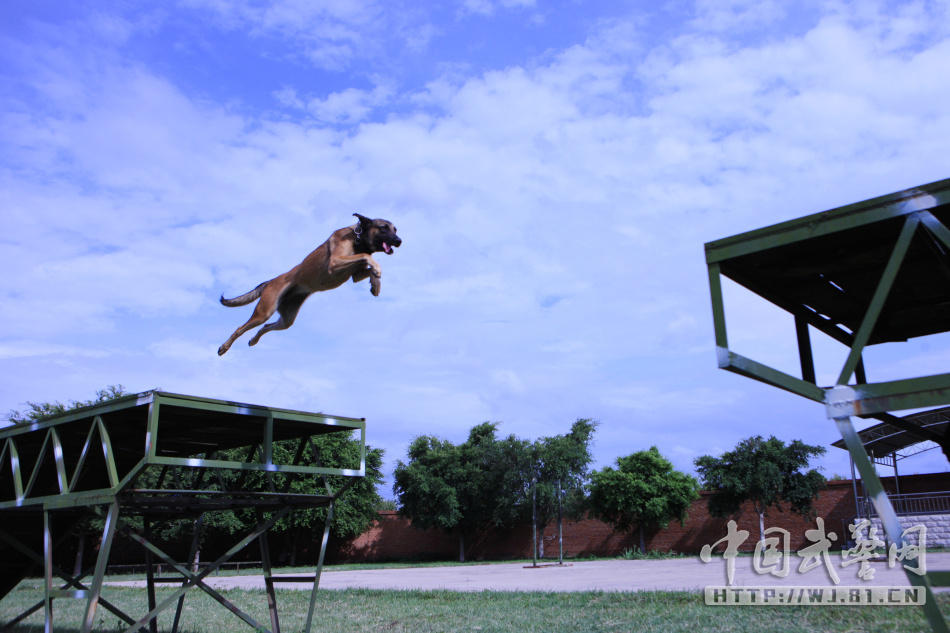 组图:武警8754部队聚焦实战化练兵