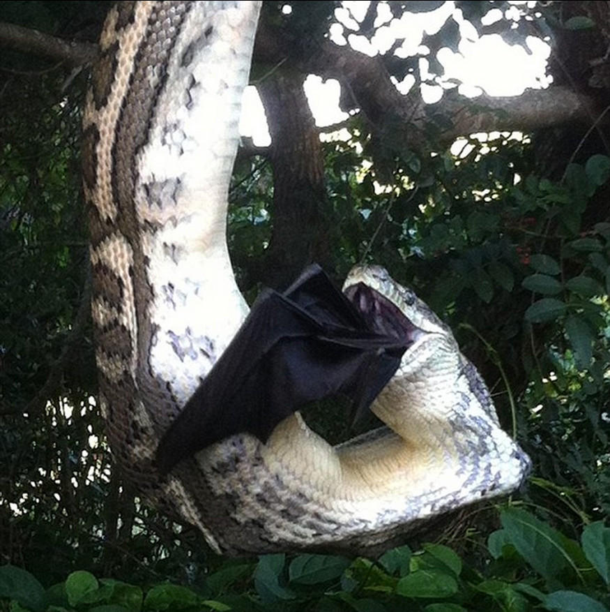实拍澳洲蟒蛇吞食巨大蝙蝠